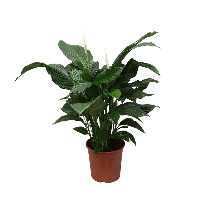 Spathiphyllum Sweet Silvana Peace Lily, Ø24cm, ↕80cm