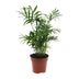 Mexikanische Bergpalme (Chamaedorea Elegans) – 40cm Zimmerpflanze Bild 1