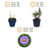 Green boutiQ - Perennial - Aster (D) Mediterranean - Sea Aster - Bee and Butterfly Attractors - Purple - 3 Plants - Pot 11cm - Height 15-25cm Bild 4
