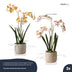 Renanthera orchideen mix - 2 Stück - Kunstpflanzen - Bundle-Set Bild 3