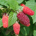 Tayberry Pflanzen (2 Stück) - Süße Himbeer-Brombeer-Kreuzung Bild 5