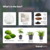 Dome XL Bottle Garden: DIY Plant Terrarium for Your Home Bild 4