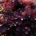 Cotinus coggygria Royal Purple - Lila Blattstrauch - 1 Pflanze Bild 6