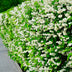 GreenboutiQ Mock Orange 'Snowbelle' - Fragrant white flowers, easy to care for Bild 5