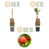 Green boutiQ - Granatapfelbäume - Punica granatum - Pomegranate - Hardy - Rot-Orange Früchte - 2 Plants - Topf 15cm - Höhe 50cm Bild 4