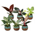 6x Baby Philodendron Mix: Weiß, Rosa, Gelb, Grün, Rot - Ø6cm Bild 2