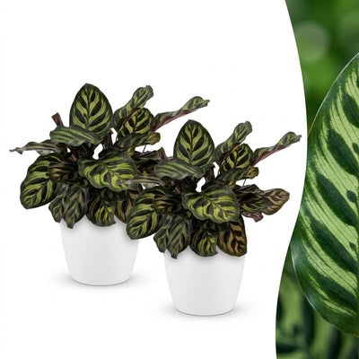 Green boutiQ - Calathea Makoyana - Peacock Plant - 2 Plants - with Pottery Wit - Pot 12cm - Height - 25cm