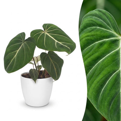 Green boutiQ - Philodendron Gloriosum - Gloriosum Philodendron - 1 plant - with white pot - pot 12cm - height - 25cm