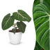 Green boutiQ - Philodendron Gloriosum - Gloriosum Philodendron - 1 Pflanze - mit Weißem Topf - Topf 12cm - Höhe - 25cm Bild 1