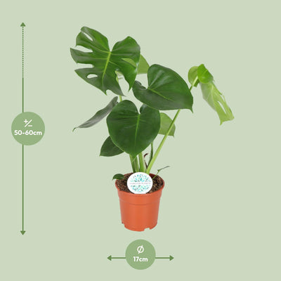 Monstera Deliciosa Lochpflanze im Ø17cm Topf, ↕55cm