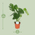 Monstera Deliciosa swiss cheese plant in a Ø17cm pot, ↕55cm Bild 2