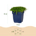 Green boutiQ - Perennials - Isotoma fluviatilis - Blue Star Creeper - Rock Garden Plants - Light Blue - 1 Plant - 11cm Pot - Height 15-25cm Bild 3