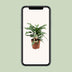 Aglaonema 'Maria' - Luftreinigende Zimmerpflanze im 17cm Topf Bild 5