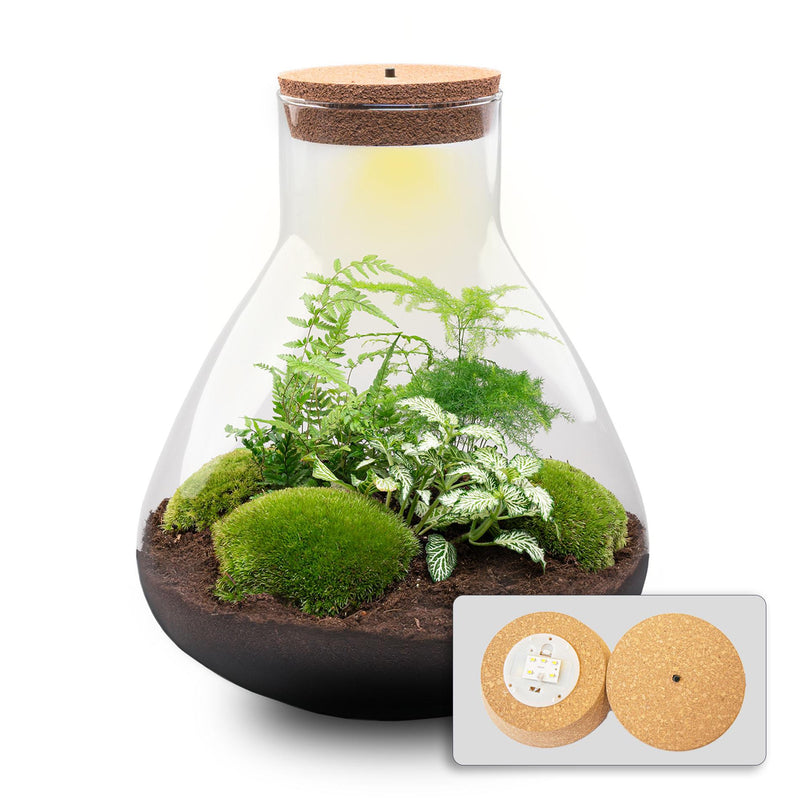Flaschengarten Sam XL: Ökosystem im Glas (35cm) – Einfach & Pflegeleicht