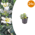 24x Christrose Helleborus niger, 10-25cm hoch, Ø9cm Topf Bild 1