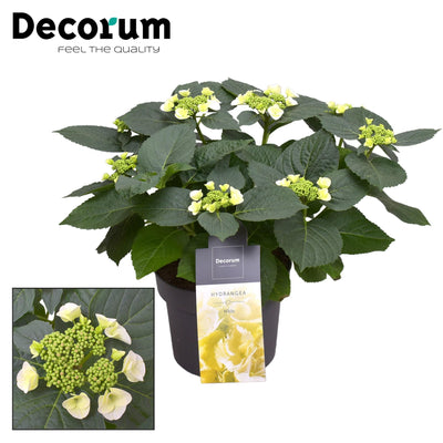 Hydrangea Teller Benxi (weiß) 7-12 Köpfe Ø23cm ↕45cm