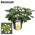 Hydrangea Teller Benxi (weiß) 7-12 Köpfe Ø23cm ↕45cm Bild 2