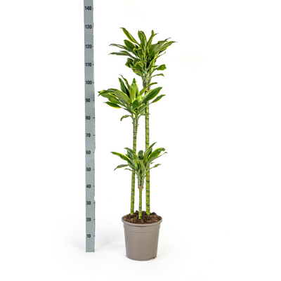Dracaena Fragrans Golden Coast mit Korb Ø24cm - ↕130 - 150cm