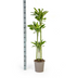 Dracaena Fragrans Golden Coast mit Korb Ø24cm - ↕130 - 150cm Bild 2