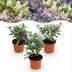 Buddleja davidii Butterfly Candy Little Tricolour, 3 Pflanzen Bild 1