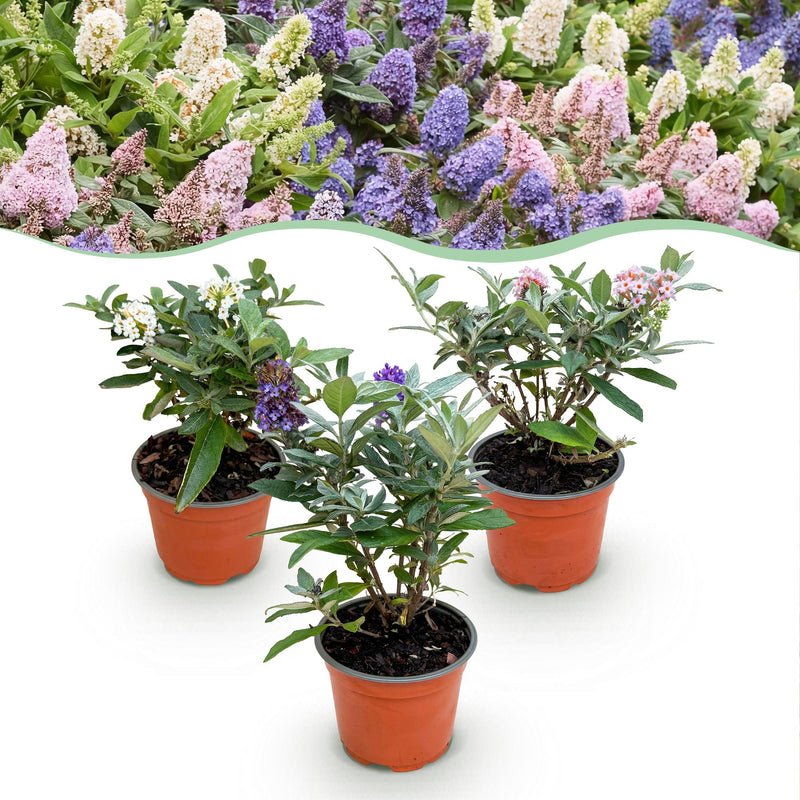 Buddleja davidii Butterfly Candy Little Tricolour, 3 Pflanzen