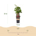 Japanische Weinbeere (Rubus phoenicolasius) – 2 Pflanzen Bild 3