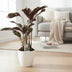 Calathea Fusion White Basic - 14cm Topf, 40cm hoch Bild 3