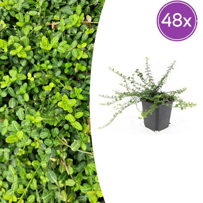 48x Euonymus fort. 'Minimus' - ↕10-25cm - Ø9cm