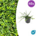 48x Euonymus fort. 'Minimus' - ↕10-25cm - Ø9cm Bild 1