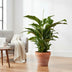Spathiphyllum Bellini - Friedenslilie Ø24cm H100cm Bild 3