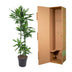 Dracaena Cintho 150 cm - Attraktive Zimmerpflanze mit buntem Blattrand Bild 4