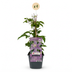 4x Clematis Justa - Waldrebe Justa - Hellblau - Kletterpflanze - Ø9cm - ↕35cm Bild 2