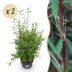 Fargesia nitida 'Red Dragon' - Non-spreading bamboo, 2 plants Bild 1