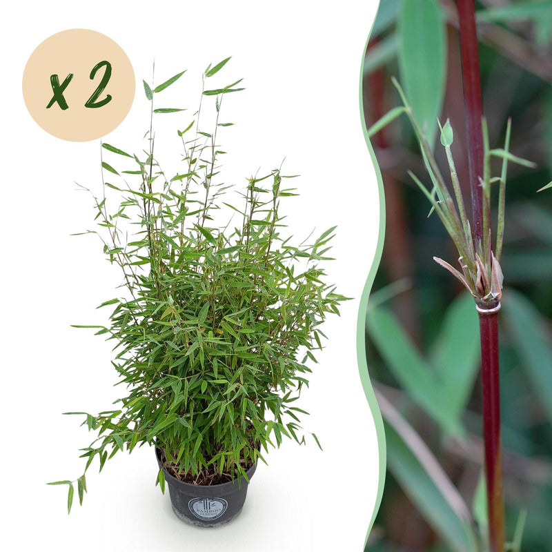 Fargesia nitida 'Red Dragon' - Non-spreading bamboo, 2 plants