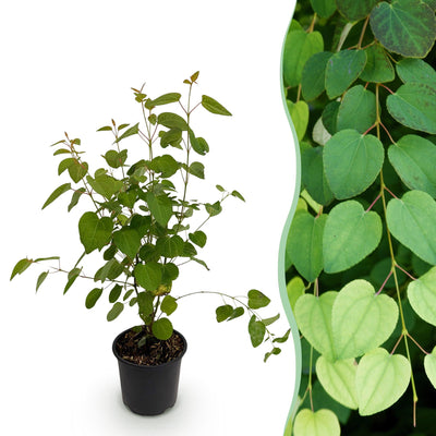 GreenboutiQ - Garden Plant - Cercidiphyllum japonicum - Green 1 Plant - Deciduous - Low Maintenance - Pot 12cm Height 35cm