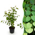 GreenboutiQ - Gartenpflanze - Cercidiphyllum japonicum - Grün 1 Pflanze - Laubabwerfend - Wenig Pflege - Topf 12cm Höhe 35cm Bild 1