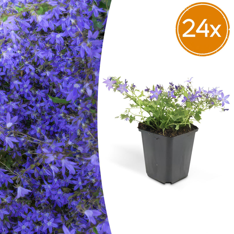 24x Bellflower 'Stella' (Campanula) - 10-25cm - Ø9cm