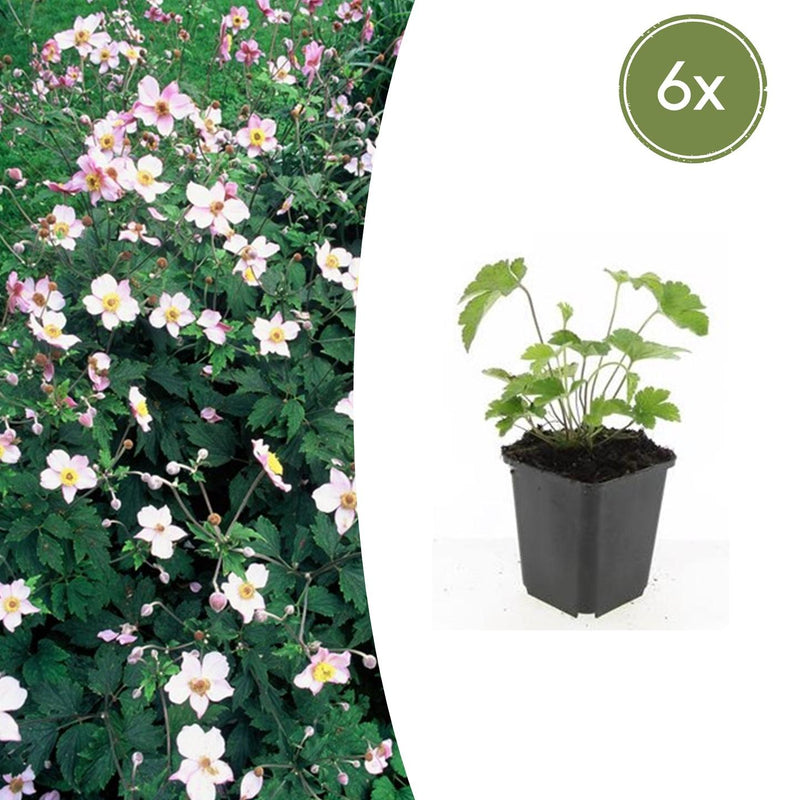 6x Anemone tom. 'Robustissima' - 10-25cm - Ø9cm
