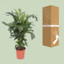 Caryota Mitis - Fischschwanzpalme, Ø24cm, H110cm Bild 4