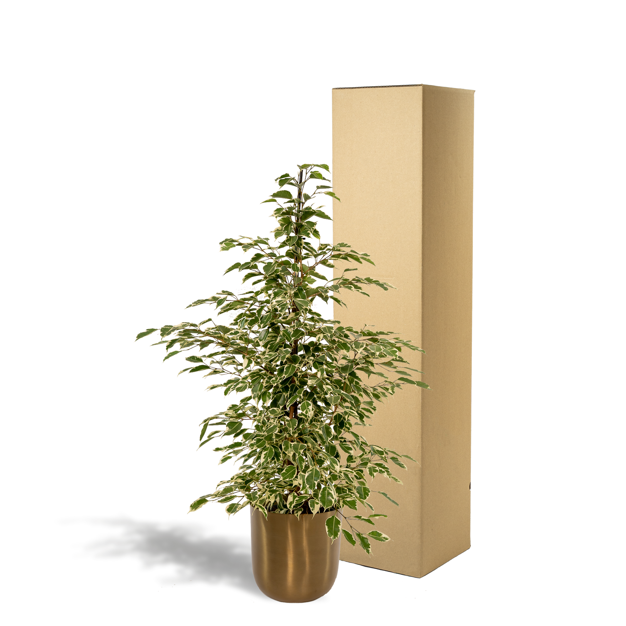 Ficus benjamina Twilight - Ø21cm - ↕95cm + Topf Mayk Gold