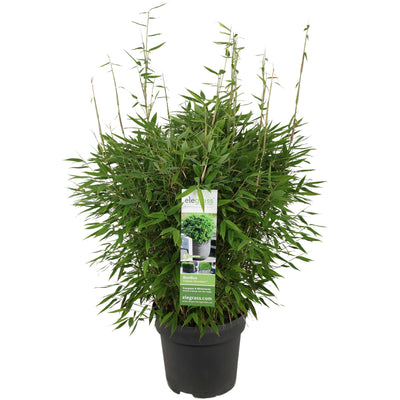 Fargesia 'Moontears' Boobux Bambus - Ø29cm - ↕70cm