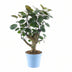 Polyscias Fabian, 45 cm, Grün, Glänzend – Dekorativer Blickfang Bild 1