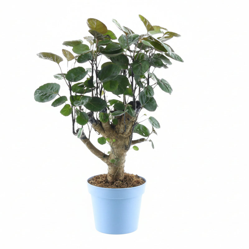 Polyscias Fabian, 45 cm, Grün, Glänzend – Dekorativer Blickfang