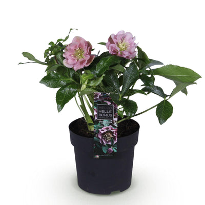 Christrose 'Double Ellen Pink' – Rosa Blüte, Immergrün, 14cm Topf