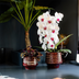 Kolibri Orchids | White Niagara Falls Orchid + Moonstone burgundy Pot – Pot size Ø12cm | flowering houseplant – fresh from the grower Bild 2