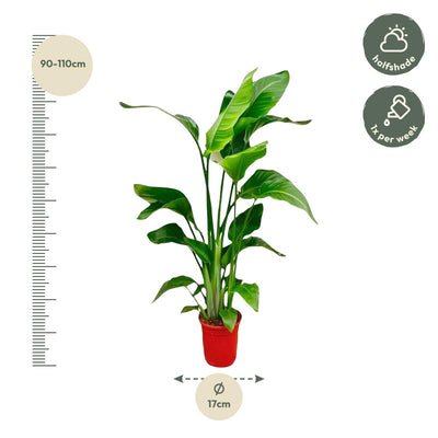 Strelitzia Nicolai | Weiße Paradiesvogelblume | 80-100 cm | ø17