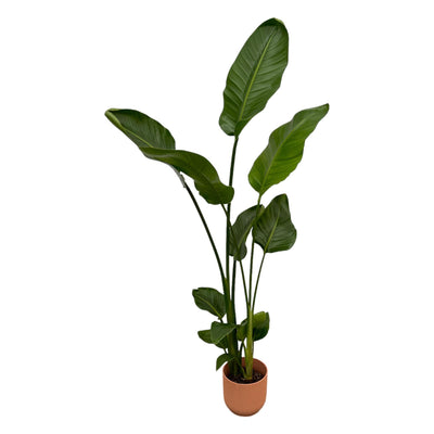 Strelitzia Nicolai im elho Vibes Fold Round rosa Topf, 100 cm