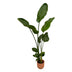 Strelitzia Nicolai im elho Vibes Fold Round rosa Topf, 100 cm Bild 1