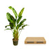 Strelitzia Augusta XXL, 250cm, Multi-stem, White Bird of Paradise Bild 5