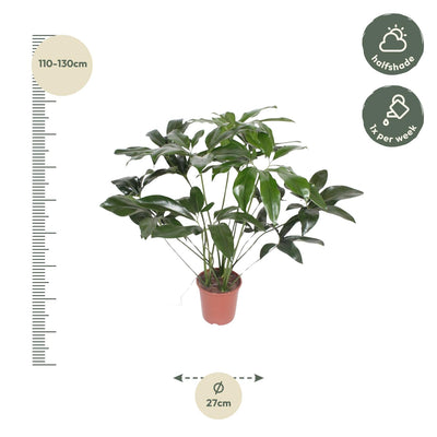 Philodendron Green Wonder 100cm - ø24cm Topf